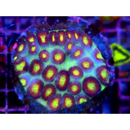 MUTANT NINJA TURTLES FAVIA MOON XL 