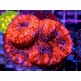 SYMPHILLIA PINK & BLUE CENTER XL 