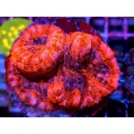 SYMPHILLIA PINK & BLUE CENTER XL 