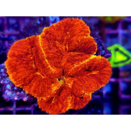 SYMPHILLIA UNIQUE XL 