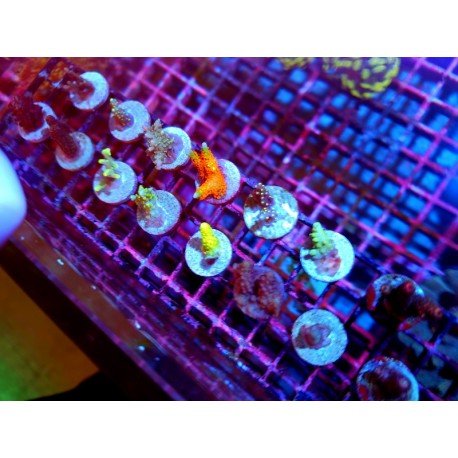 LOTE FRACS SPS PREMIUM 15 FRAGS