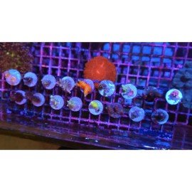 LOTE FRACS SPS PREMIUM 17 FRAGS