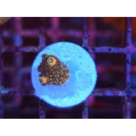 GOLDEN MAMMOTH SPATHULATTA