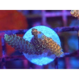 GOLDEN MAMMOTH SPATHULATTA