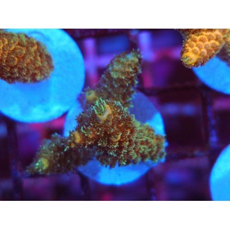 GOLDEN MAMMOTH SPATHULATTA