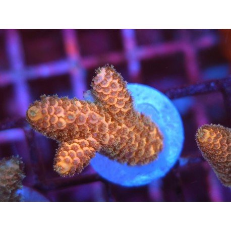 GOLDEN MAMMOTH SPATHULATTA