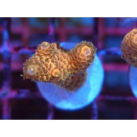 GOLDEN MAMMOTH SPATHULATTA