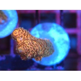 GOLDEN MAMMOTH SPATHULATTA