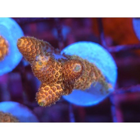 GOLDEN MAMMOTH SPATHULATTA