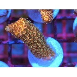 GOLDEN MAMMOTH SPATHULATTA