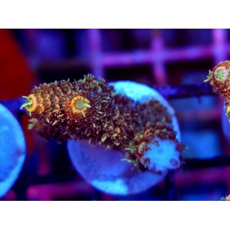 GOLDEN MAMMOTH SPATHULATTA