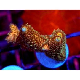 GOLDEN MAMMOTH SPATHULATTA