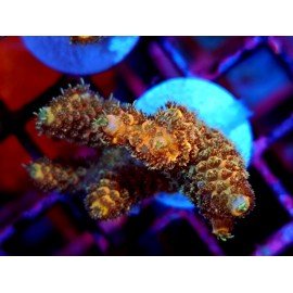 GOLDEN MAMMOTH SPATHULATTA