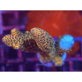 GOLDEN MAMMOTH SPATHULATTA