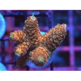 GOLDEN MAMMOTH SPATHULATTA