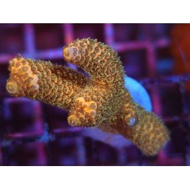 GOLDEN MAMMOTH SPATHULATTA