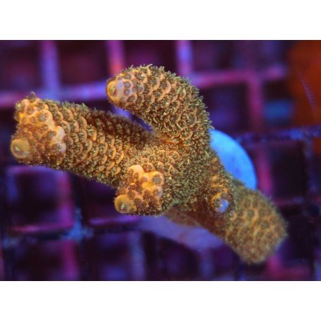 GOLDEN MAMMOTH SPATHULATTA