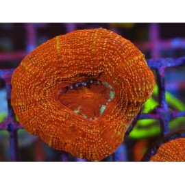 BOWERBANKI ACAN ULTRA RED