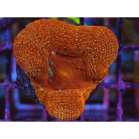 BOWERBANKI ACAN ULTRA RED