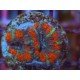 ACANTHASTREA LORDOWHENSIS BLUE STHALI