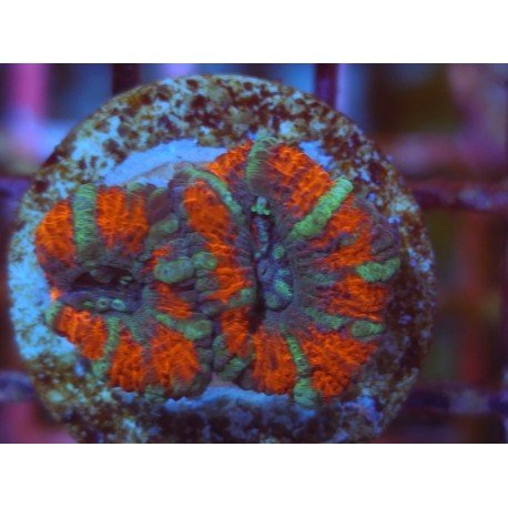 ACANTHASTREA LORDOWHENSIS BLUE STHALI
