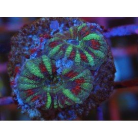 ACANTHASTREA LORDOWHENSIS CANDY CANE