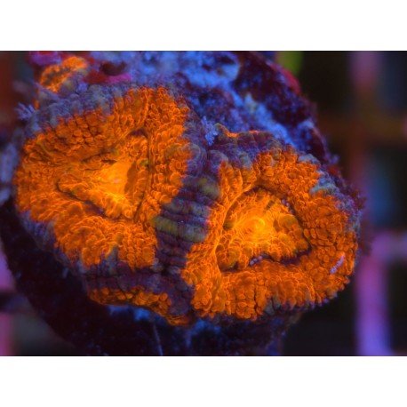 ACANTHASTREA LORDOWHENSIS RED