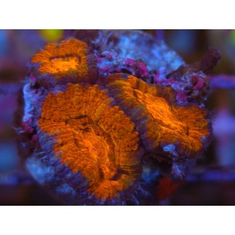 ACANTHASTREA LORDOWHENSIS RED