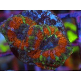 ACANTHASTREA LORDOWHENSIS CIRCUS