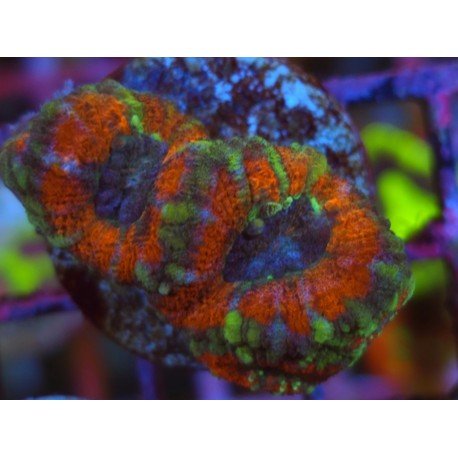 ACANTHASTREA LORDOWHENSIS CIRCUS