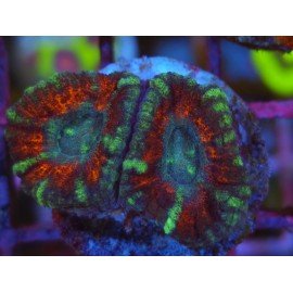 ACANTHASTREA LORDOWHENSIS RED CIRCUS