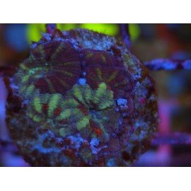 ACANTHASTREA LORDOWHENSIS SNAKE SKIN