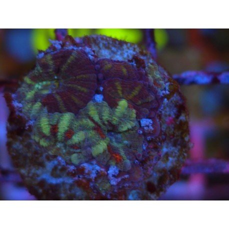 ACANTHASTREA LORDOWHENSIS SNAKE SKIN