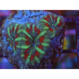 ACANTHASTREA LORDOWHENSIS SNAKE SKIN