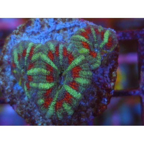 ACANTHASTREA LORDOWHENSIS SNAKE SKIN