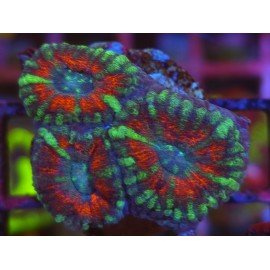 ACANTHASTREA LORDOWHENSIS SNAKE SKIN