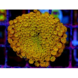 ALVEOPORA MINUTA SUNSHINE