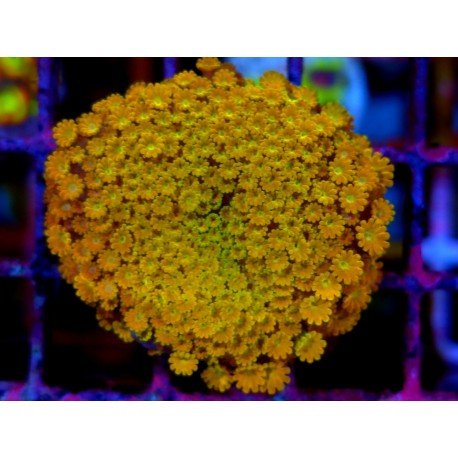 ALVEOPORA MINUTA SUNSHINE