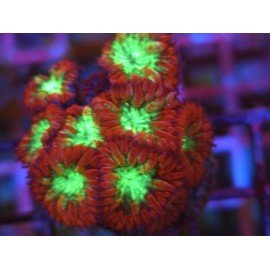 BLASTOMUSSA MERLETTI