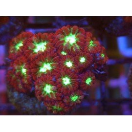 BLASTOMUSSA MERLETTI ULTRA