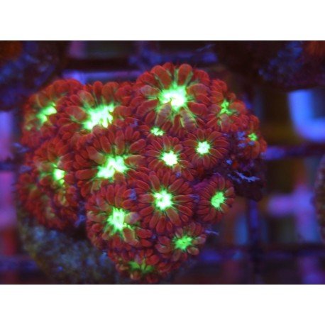 BLASTOMUSSA MERLETTI ULTRA