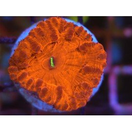 BLASTOMUSSA VIVIDA ULTRA RED 