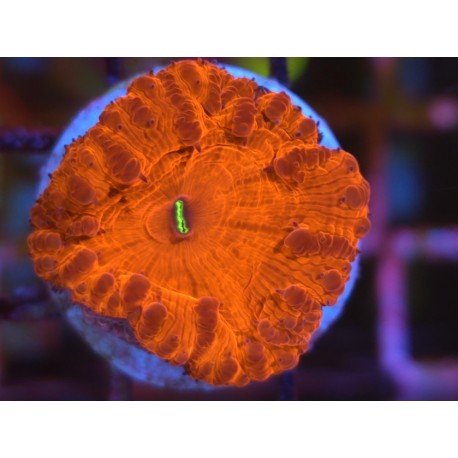 BLASTOMUSSA VIVIDA ULTRA RED 