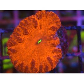 BLASTOMUSSA VIVIDA ULTRA RED 