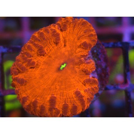 BLASTOMUSSA VIVIDA ULTRA RED 