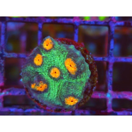 CHALICE PUNPKIN PACH