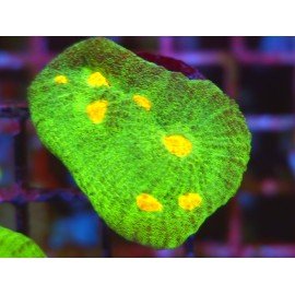 CHALICE SPACE INVADERS 