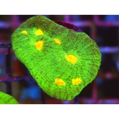 CHALICE SPACE INVADERS 