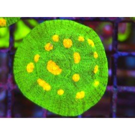 CHALICE SPACE INVADERS 