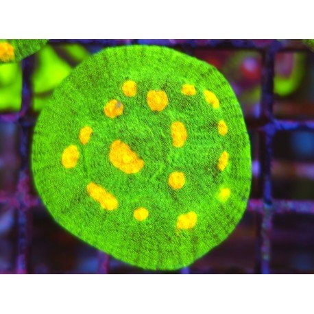 CHALICE SPACE INVADERS 